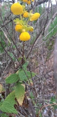 Calceolaria collina