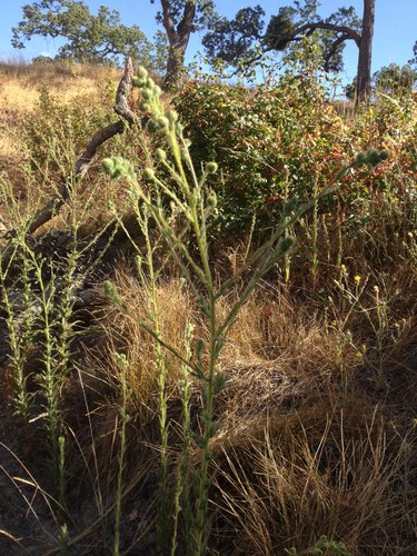 iNaturalist observation photo of coast tarweed