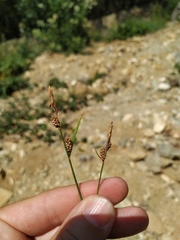 Carex tomentosa