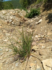 Carex tomentosa
