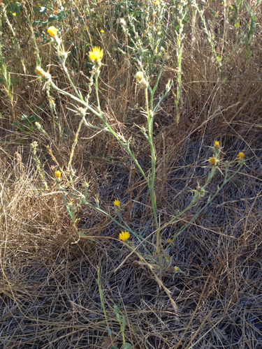 iNaturalist observation photo of Yellow Star-Thistle
