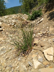 Carex tomentosa