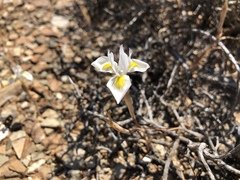 Moraea serpentina