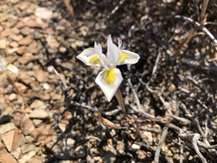 Moraea serpentina