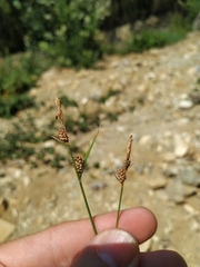 Carex tomentosa