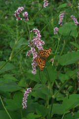 Persicaria pilosa