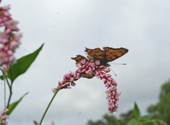 Persicaria pilosa