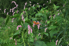 Persicaria pilosa
