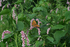 Persicaria pilosa