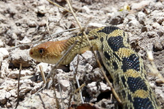 Pituophis deppei deppei