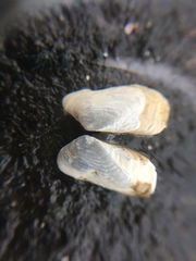 Hiatella arctica
