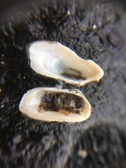 Hiatella arctica
