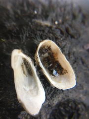Hiatella arctica