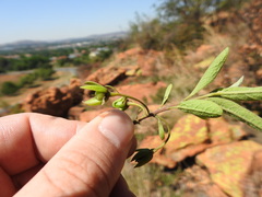 Diospyros lycioides guerkei