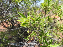 Diospyros lycioides guerkei