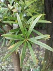Podocarpus neriifolius