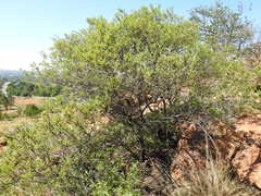 Diospyros lycioides guerkei