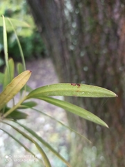 Podocarpus neriifolius