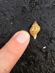 Neogastropoda