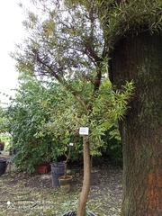 Podocarpus neriifolius