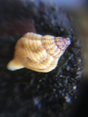 Neogastropoda