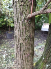 Podocarpus neriifolius