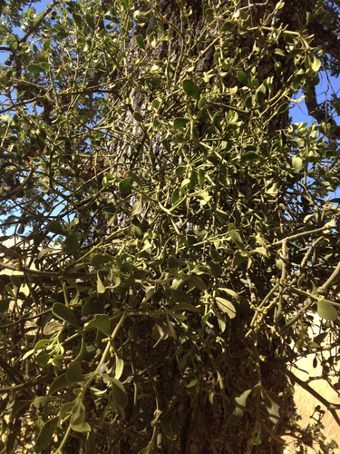 iNaturalist observation photo of oak mistletoe