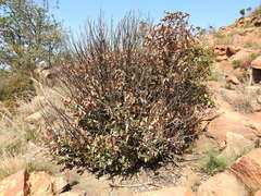 Englerophytum magalismontanum