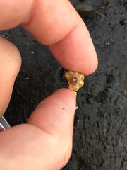 Neogastropoda
