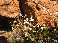Ancylobothrys capensis