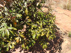 Englerophytum magalismontanum