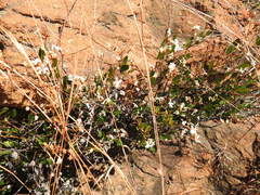Ancylobothrys capensis