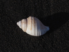 Littorinimorpha