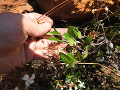 Ancylobothrys capensis