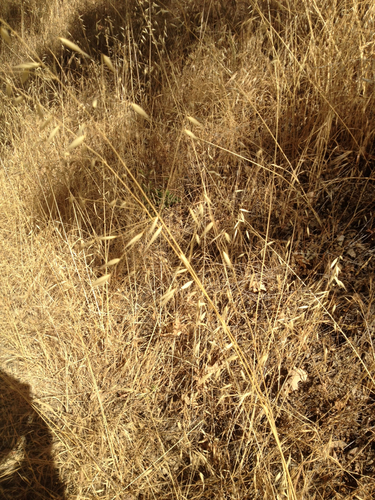 iNaturalist observation photo of wild oat