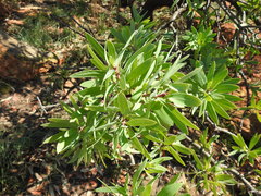 Protea caffra caffra