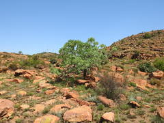 Protea caffra caffra