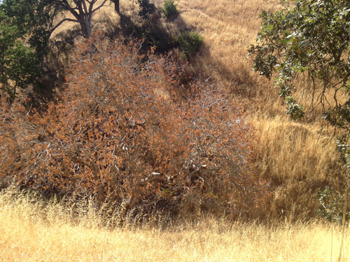 iNaturalist observation photo of California buckeye