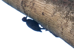 Mulleripicus funebris