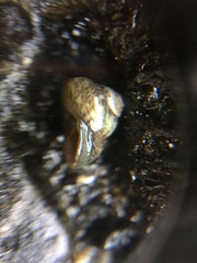 Gastropoda