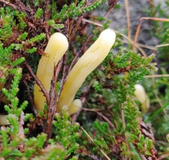 Clavaria argillacea