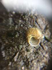 Gastropoda