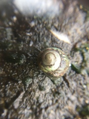 Gastropoda