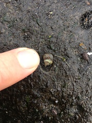 Gastropoda
