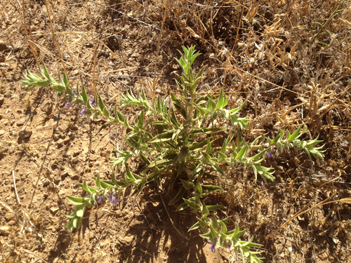 iNaturalist observation photo of Vinegar Weed
