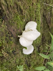 Fungi