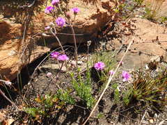 Hilliardiella sutherlandii