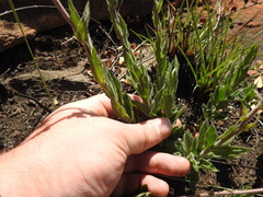 Hilliardiella sutherlandii