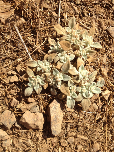 iNaturalist observation photo of turkey mullein