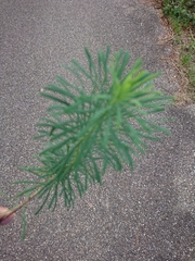 Euphorbia cyparissias